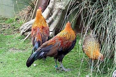 Below: Red Jungle Fowl, also called