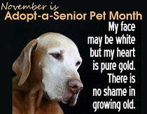 ALL THINGS DOGS November is Adopt-A-Senior Pet Month.