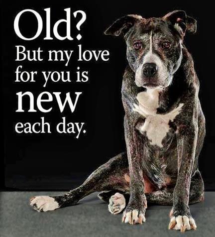 adopt an older dog. Older pets are just as loving and loyal.