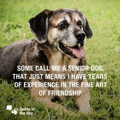 A sad fact is that senior animals are the last to be adopted from