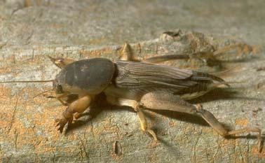 Fleas are also very tiny and need strong hind legs so they can jump high to get on your dog for food! Flea Field Cricket Some insects live underground. These insects have adapted legs for digging.