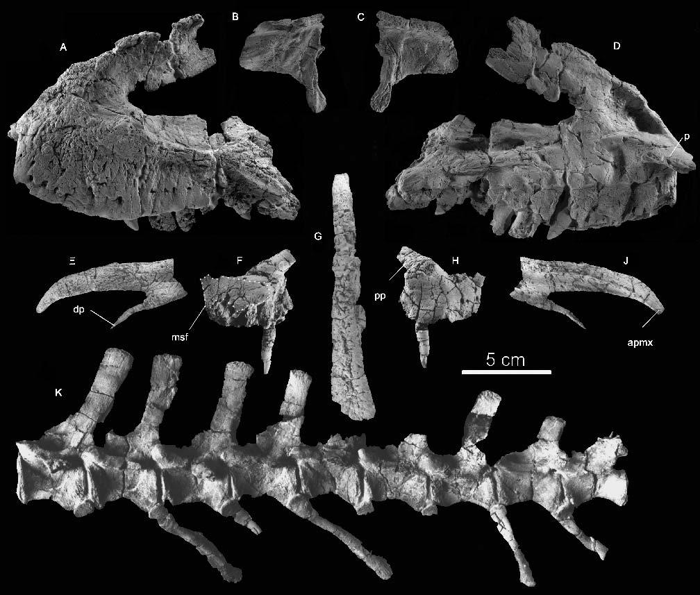 80 JOURNAL OF VERTEBRATE PALEONTOLOGY, VOL. 25, NO. 1, 2005 FIGURE 1. Teratosaurus silesiacus sp. nov. ZPAL Ab III 563. Left maxilla in lateral (A) and medial (D) views.