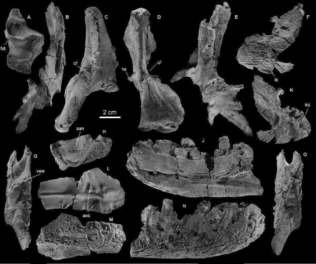SULEJ TRIASSIC RAUISUCHIAN FROM POLAND 81 FIGURE 2. Teratosaurus silesiacus sp. nov. ZPAL Ab III 563. Right articular articulated with fragmnt of surangular in dorsal (A) and lateral (H) views.