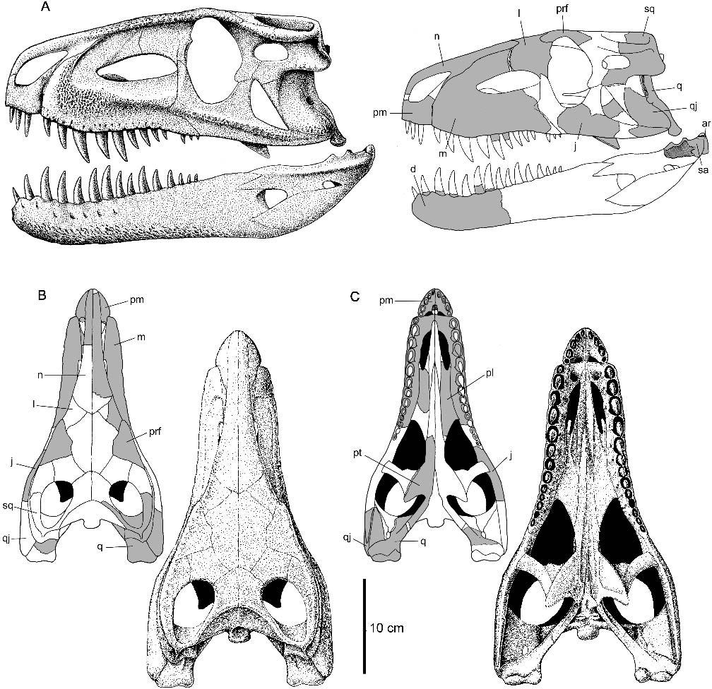 82 JOURNAL OF VERTEBRATE PALEONTOLOGY, VOL. 25, NO. 1, 2005 FIGURE 3. Teratosaurus silesiacus sp. nov. Reconstruction of the skull and mandible in lateral (A), dorsal (B) and ventral (C) views.