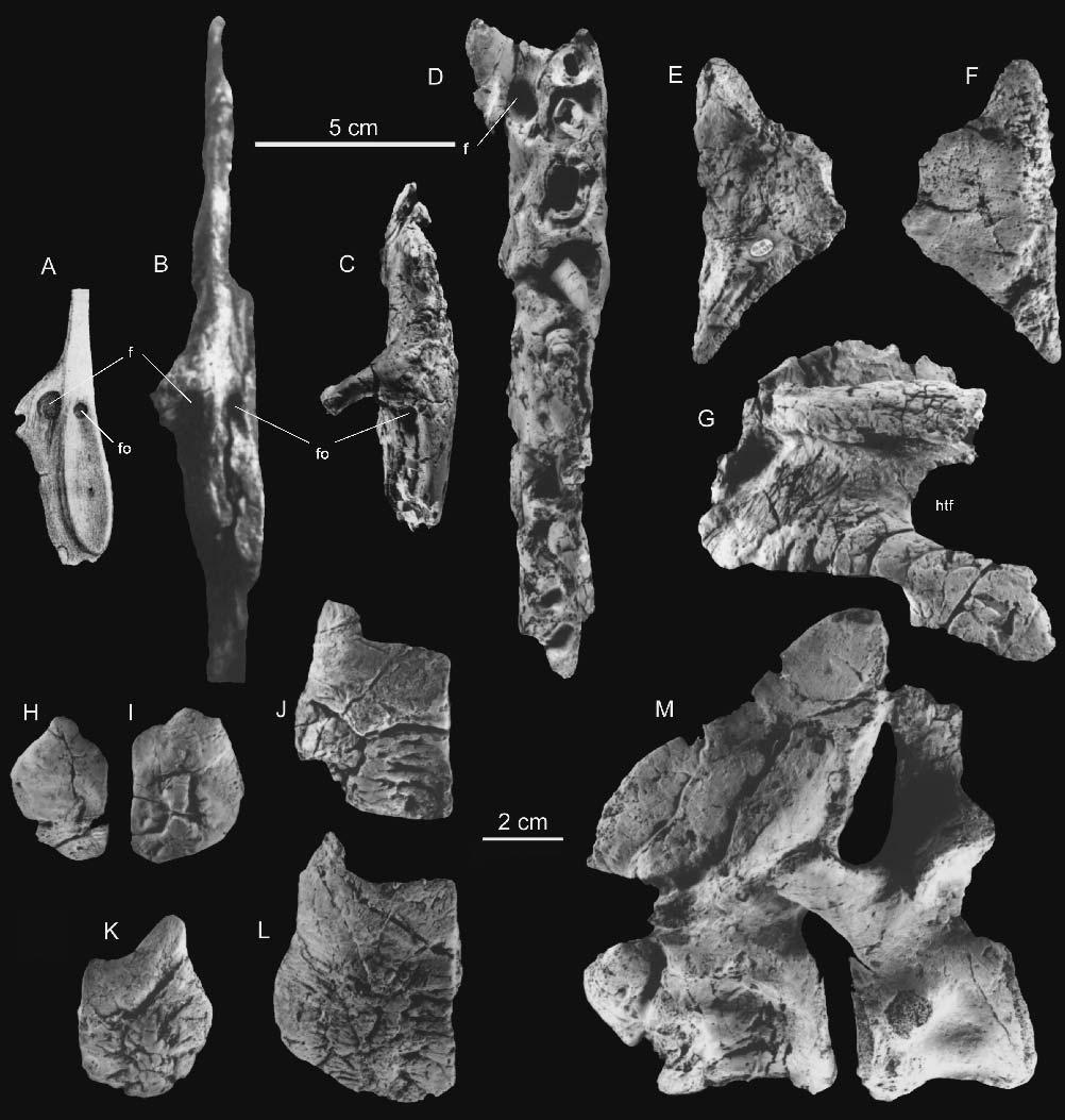SULEJ TRIASSIC RAUISUCHIAN FROM POLAND 83 FIGURE 4. Comparison of maxilla of Teratosaurus silesiacus sp. nov. and Teratosaurus suevicus in anterior view (A C).