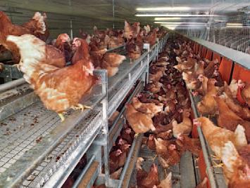 This construction has the following advantages: The hens can easily reach the nest, resulting in nest acceptance of up to 99% Pullets become familiar with the system quickly Farm staff can use the
