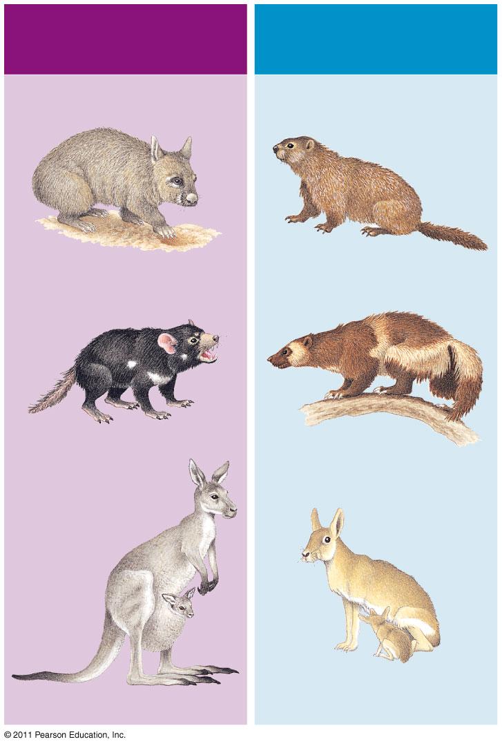 40b Marsupial mammals Wombat Eutherian
