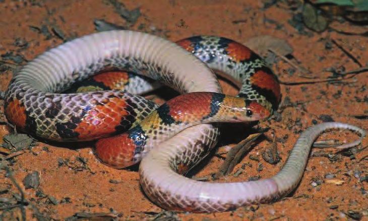 Meshaka and Layne. Amphibians and Reptiles of Southern Florida.. Description. One form of the Scarlet Snake has been described that occurs in southern Florida: The Florida scarlet snake, C. c.