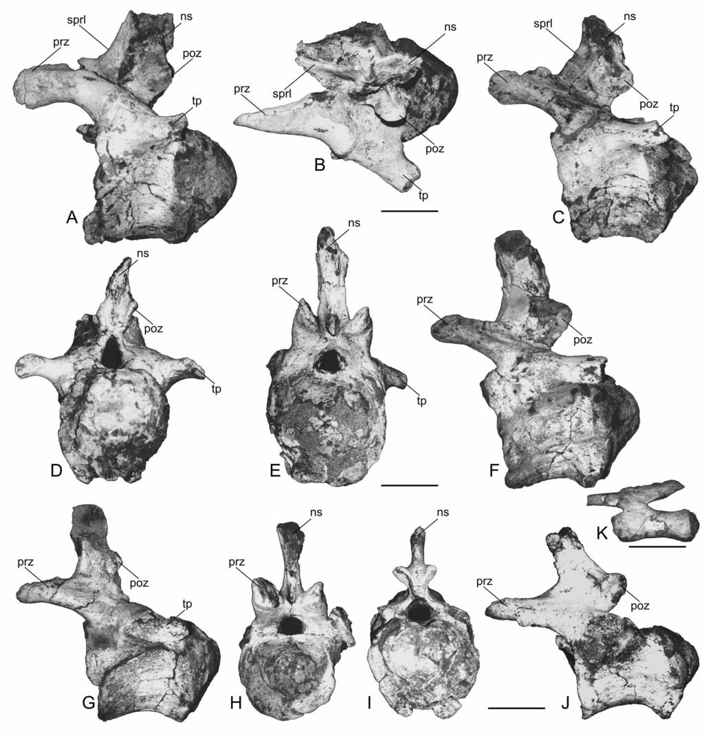 FIGURE 4. Aeolosaurus maximus sp. nov., holotype (MPMA 12-0001-97). A B, anterior caudal in left lateral and dorsal views. C D, anterior caudal in left lateral and posterior views.