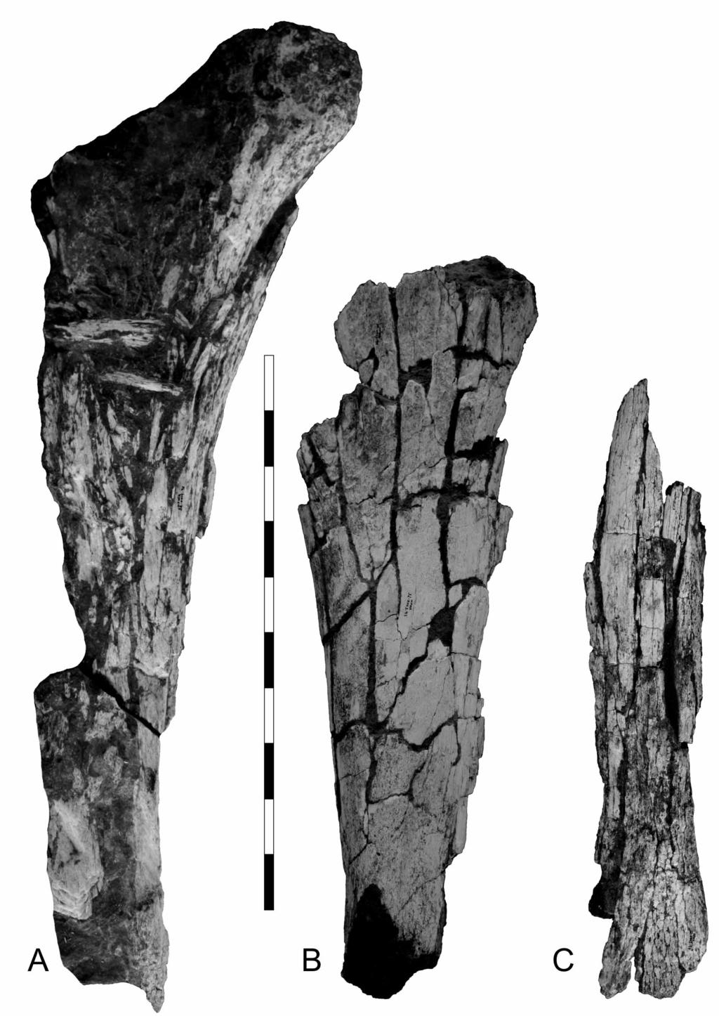 FIGURE 8. Aeolosaurus maximus sp. nov., holotype, humeri and radius (MPMA 12-0001-97). A, right humerus in anterior view.
