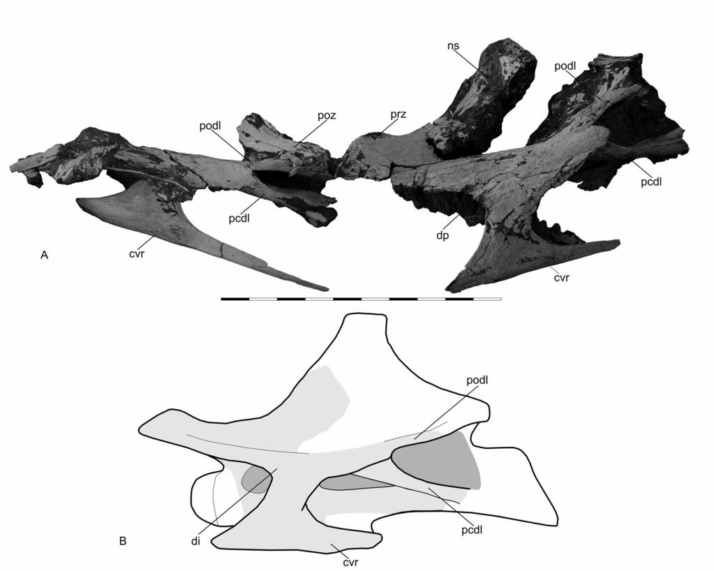 FIGURE 2. Aeolosaurus maximus sp. nov., holotype. A, articulated posterior cervical vertebrae (MPMA 12-0001-97) in left lateral view.