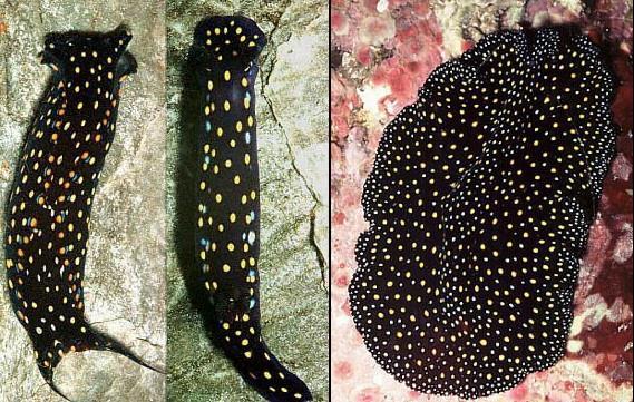 Mimicry The two invertebrates on the left are different species of sea slugs, while the one on the right is a
