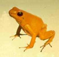 Chemical Defense Animals which synthesize their own toxin are able to convert chemical compounds in their body to a poison. There are many amphibians that produce skin toxins.