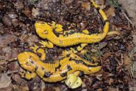 Chemical Defense In another example, the fire salamander makes a nerve poison, which it