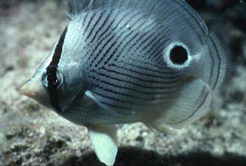 In this picture, a foureyed butterfly fish uses deceptive markings.