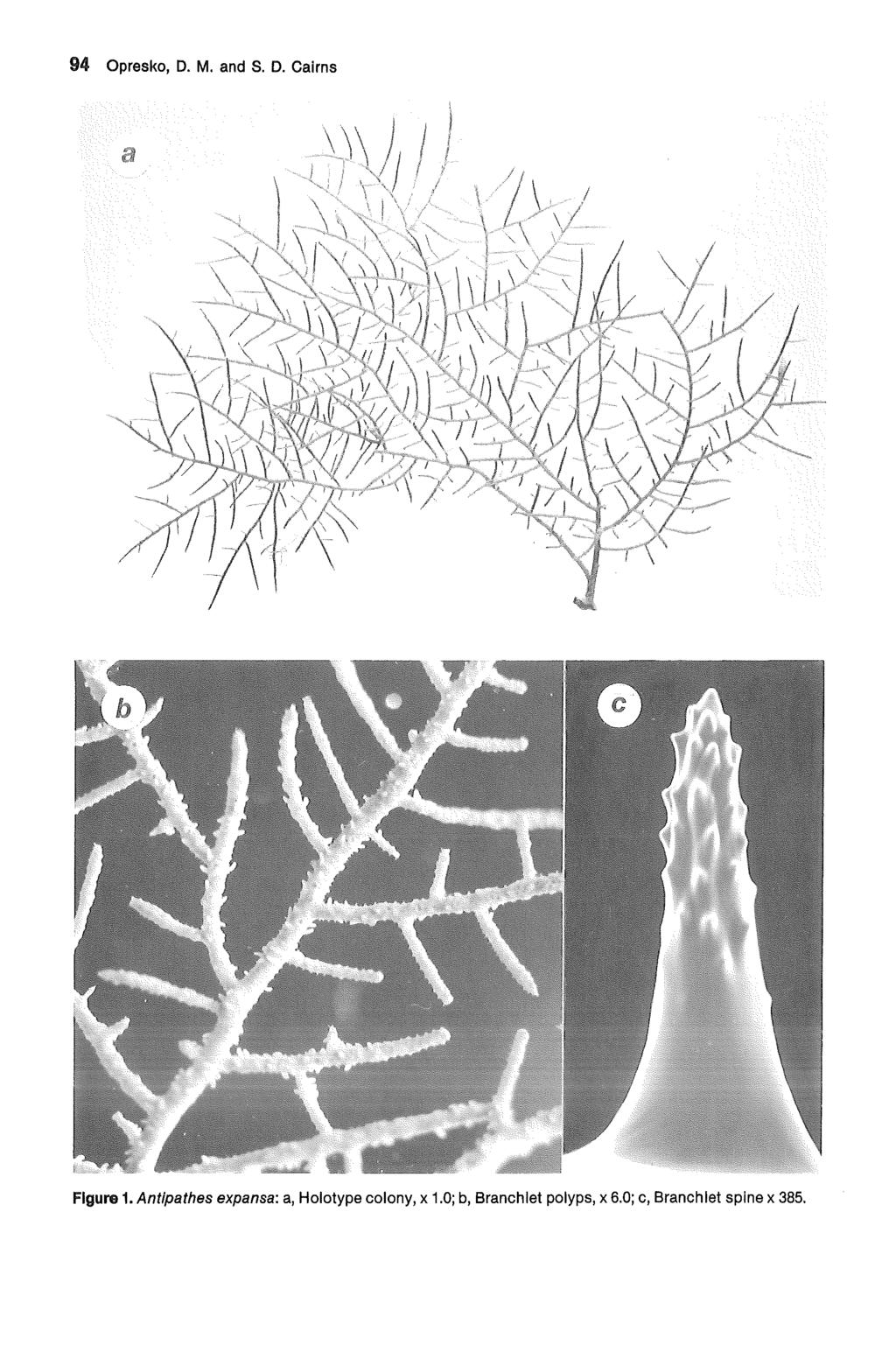 94 Opresko, D. M. and S. D. Cairns Gulf of Mexico Science, Vol. 12 [1991], No. 2, Art. 2 Figure 1.