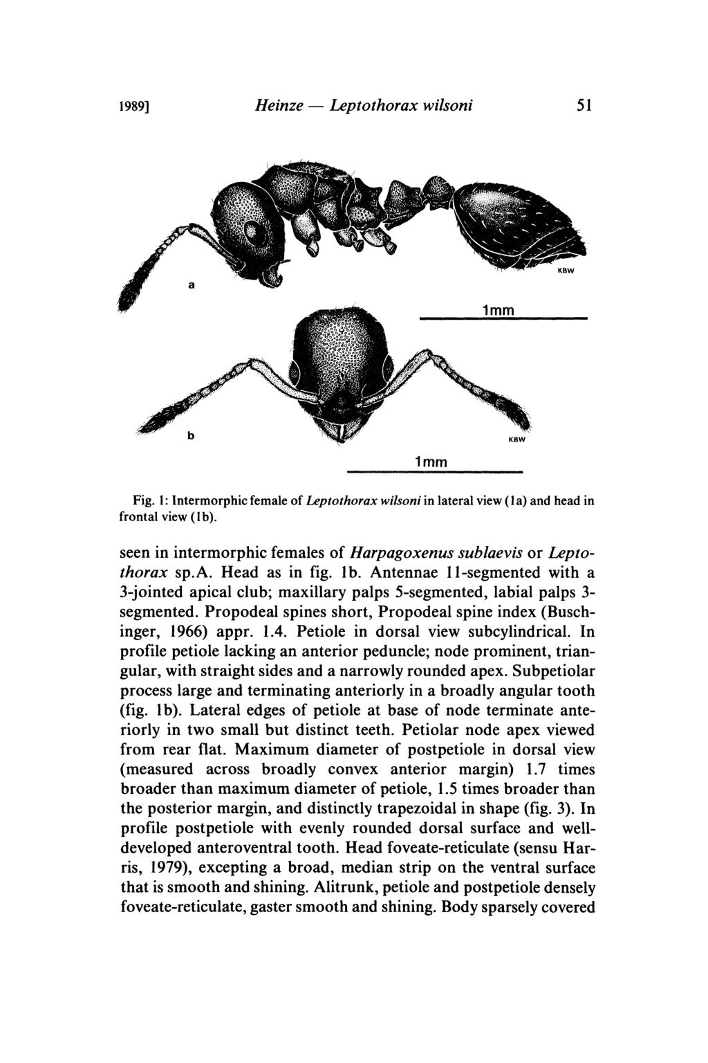 1989] Heinze Leptothorax wilsoni 51 lmm Fig. 1: lntermorphic female of Leptothorax wilsoni in lateral view (1 a) and head in frontal view (lb).