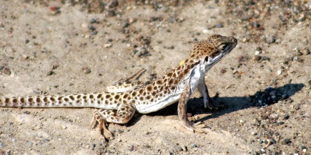 3 Male leopard lizard, Gambelia wislizenii in classic ambush predation