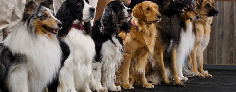 To hold and support all AKC events including but not limited to obedience trials, tracking tests, agility trials, under the rules and regulations of the American Kennel Club.