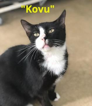 He was part of a hoard of cats in rough shape. Kovu had a large wound on his tail and spent several months receiving medical care before he could be put up for adoption.