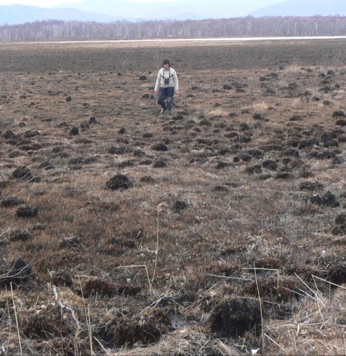 Picture 1. Wet meadow surrounding a small lake in lower River Avvakumovka floodplain totally burned before survey in late April 2013.