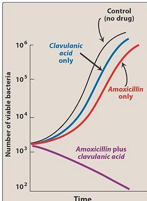 Clavulanic acid &