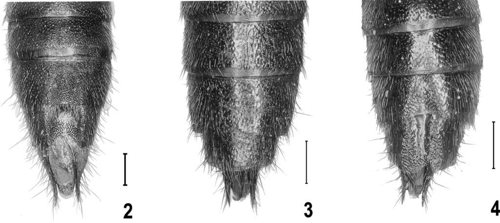 Three New Brachypterous Lathrobium from Central China 179 ground sculpture only visible under high magnification; eyes small and almost flat, their longitudinal diameter less than one-fourth as long