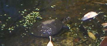 pond turtle activity when