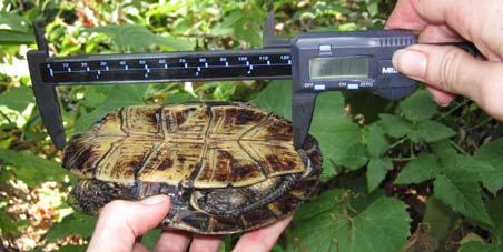 MEASURING AND MARKING TURTLES: Turtles were measured