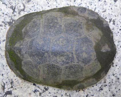 turtles were photographed