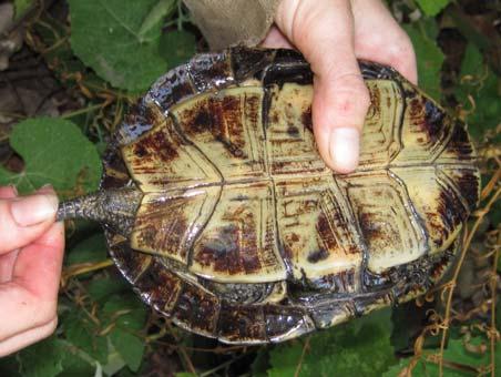 In contrast, adult female southwestern pond turtles typically have a vent positioned