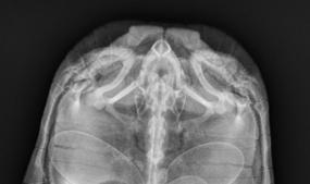 Figure 3. Gravid Southwestern Pond Turtles. Gravid southwestern pond turtle x-radiograph (left) and quarantined egg-laying facility (right).