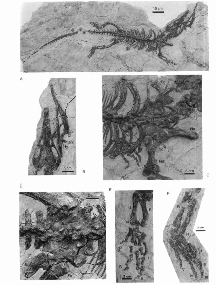 Fig. 1 Ikechosaurus pijiagouensis sp. nov., IVPP V 13283 A. in whole ; B. skull and lower jaws ; C. neck and pectoral girdle ; D. pelvic girdle ; E. right forelimb ; F.