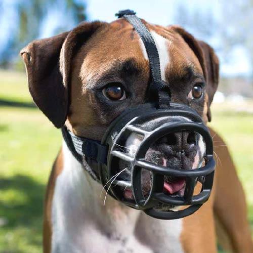 Muzzles: If possible use a basket muzzle.