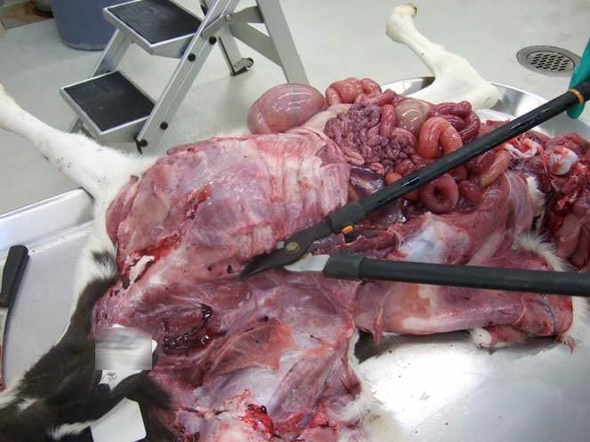 Enter chest cavity continued Cut