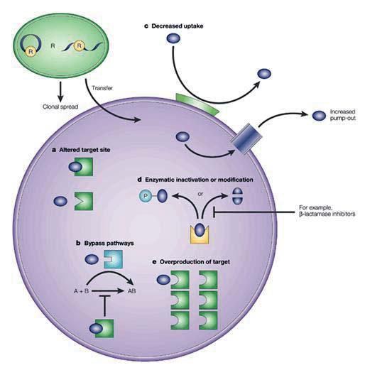 3. Inactivation of the antibacterial agent: β lactamase is an enzyme produced by the bacteria This enzyme will destroy the β- lactam ring (this is an essential ring in penicillins and cephalosporins)