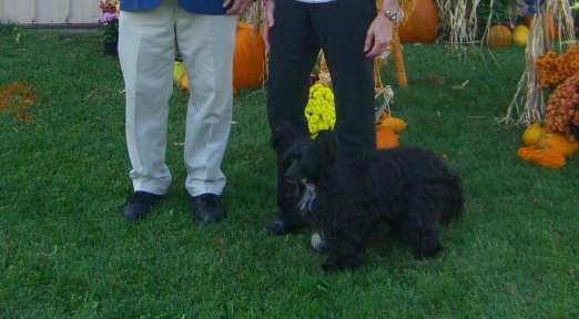 9th Beth & John Elliott Trinity Collies and a BSD & BC Saturday, October 2nd and Sunday, October 3rd at the Freeport-Rockford show, our "Mira" took Winners Bitch, Best of Winners and Best of Opposite