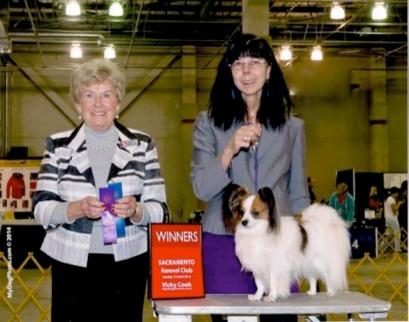 Best Wishes to Legolas from Playful Papillons April 19th and April 20th Dream Weaver Figaro co-owned by MaryAnn Wik and Nancy Pec received 1 point each day for Winners Dog at