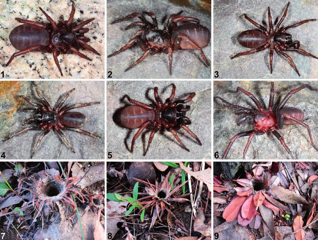 396 JOURNAL OF ARACHNOLOGY Figures 1 9. Images of live specimens and burrows of Cataxia of the bolganupensis-group from south-western Australia: 1, female C.