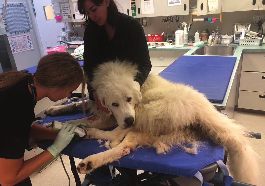 THE Great Pyrenees SPONSOR ONLY 2 SPONSORSHIPS AVAILABLE / $10,000 CASH A giant among dogs, the Great Pyrenees is devoted, trustworthy and affectionate but will not hesitate to protect family and