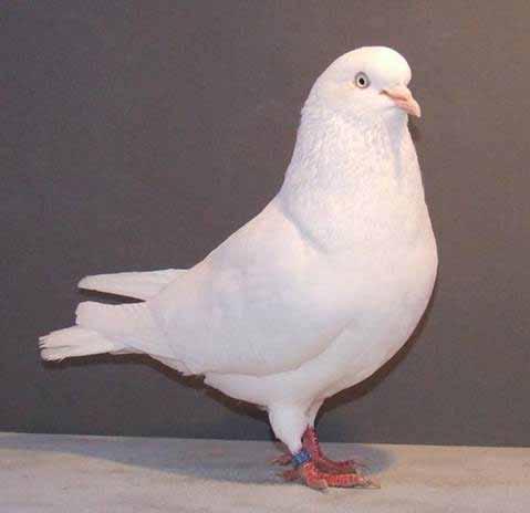 The known Pigeon judge Rinus van den Heuvel has kept his pigeons on this estate.
