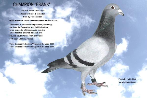babies were Mark & Dick Evans / Gaby Vandenabeele pigeons.