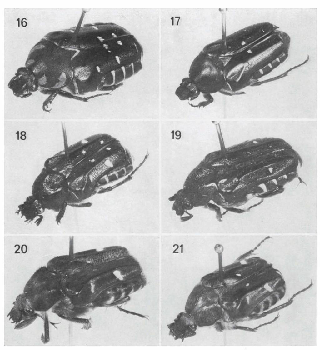 ZOOLOGISCHE MEDEDELINGEN 51 (13) PL. 1 Males of Pleuronota and Macronotops. 16, P. alleni, holotype, 20 mm; 17, P. aenea, Mt Talang, 17 mm; 18, P.
