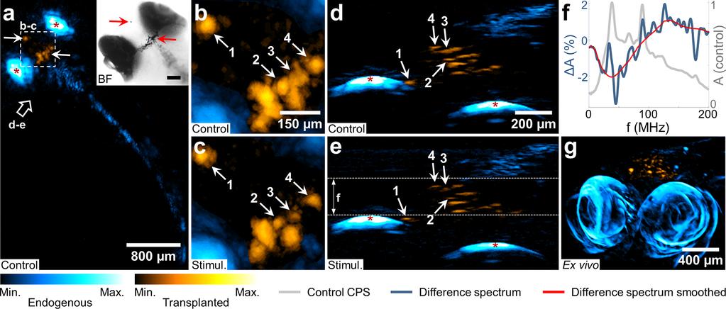 ACS Sensors Figure 4. Optoacoustic imaging of melatonin-induced melanosome aggregation in xenotransplanted frog melanophores in zebraﬁsh in vivo.