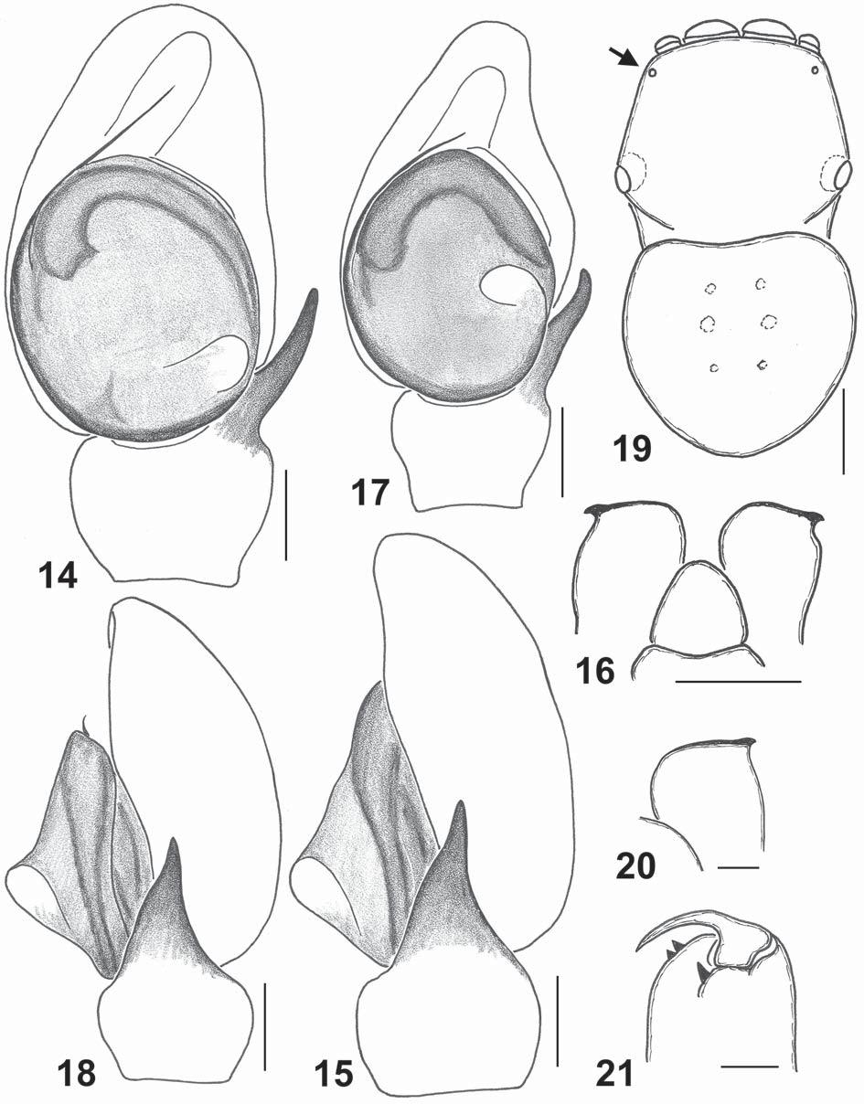 236 D.V. Logunov, M. Schäfer Figs 14 21. Copulatory organs and somatic characters of the males of Napoca insignis (O. Pickard-Cambridge, 1872) (14 16), and N. constanzeae sp.n., the holotype (17 21): 14, 17 palp, ventral view; 15, 18 ditto, retrolateral view; 19 body, dorsal view; 16, 20 endites and labium, ventral view, 21 left chelicera, ventral view.