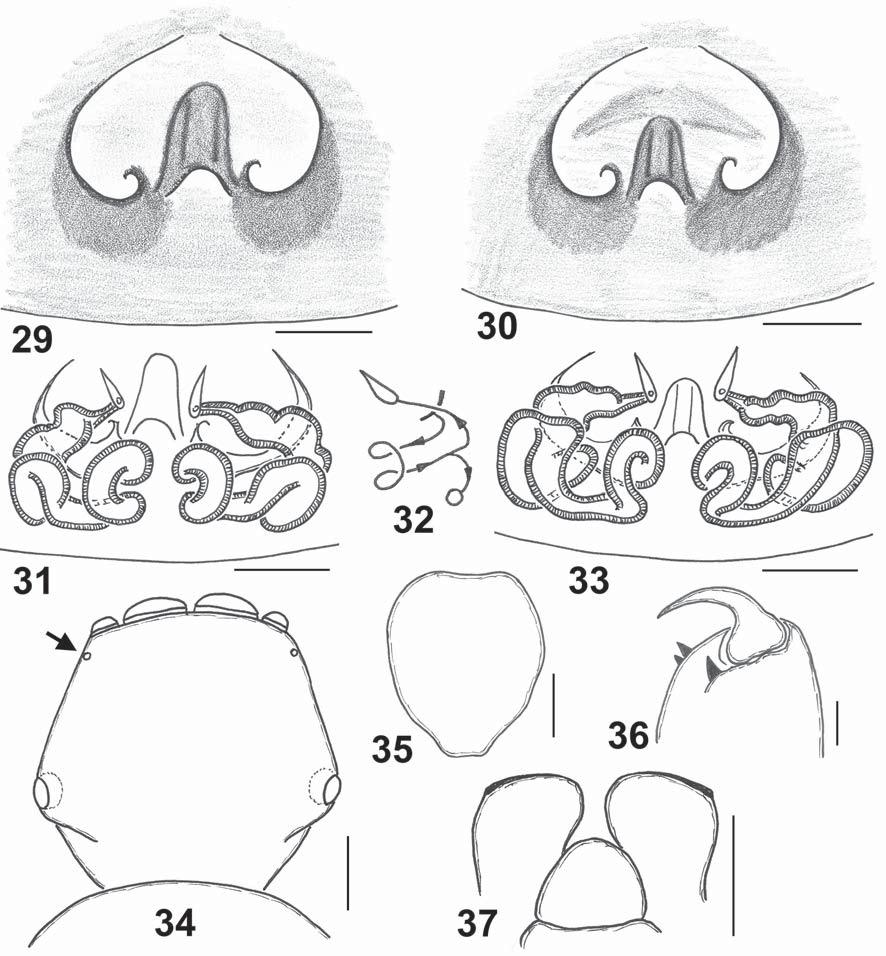 240 D.V. Logunov, M. Schäfer Figs 29 37. Copulatory organs and somatic characters of the female of Napoca insignis (O.