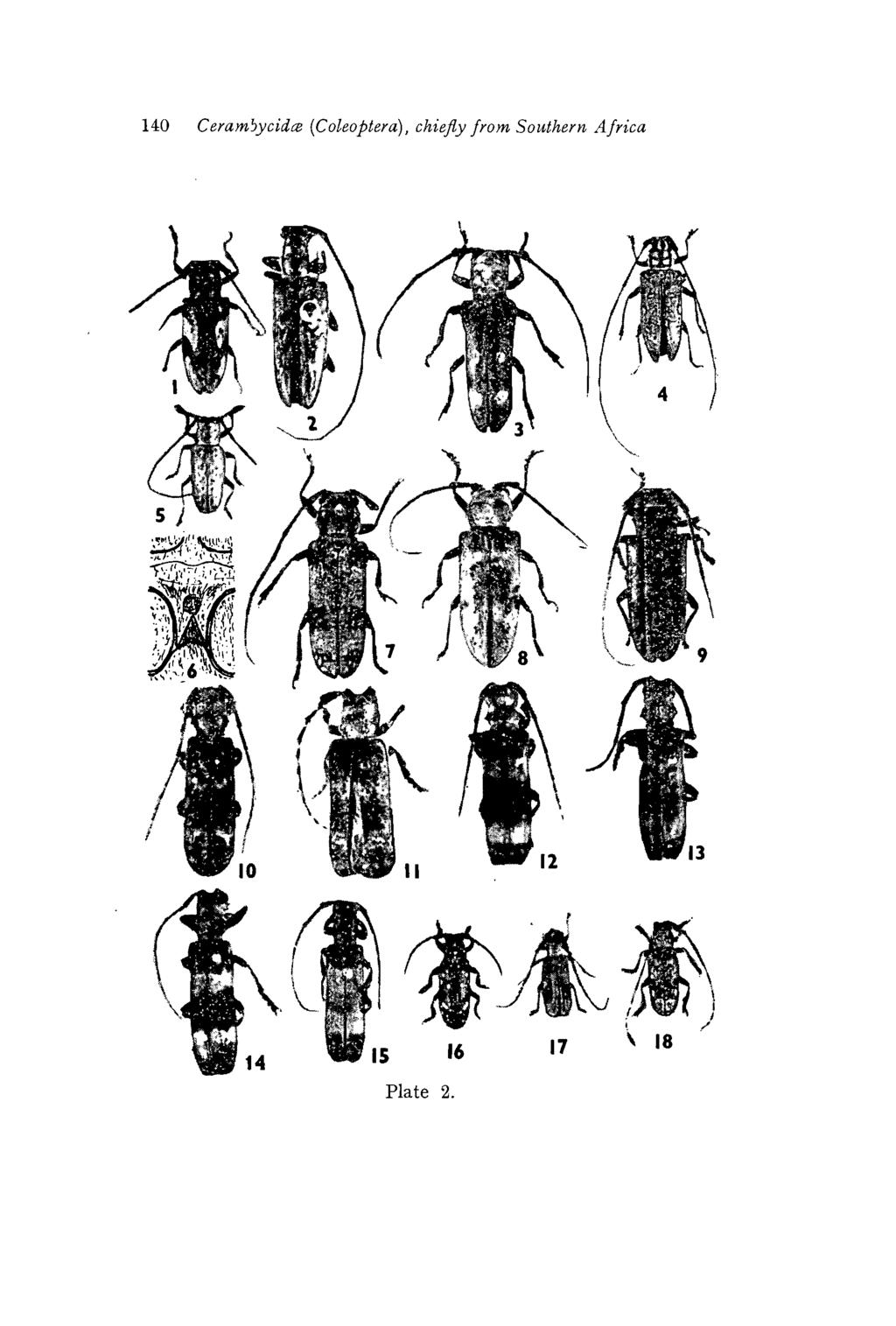 140 Ceramjycidce (Coleoptera),