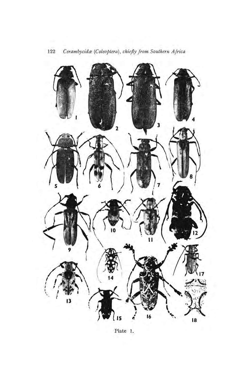 122 Cerambycidce (Coleoptera), chiefly Jrom