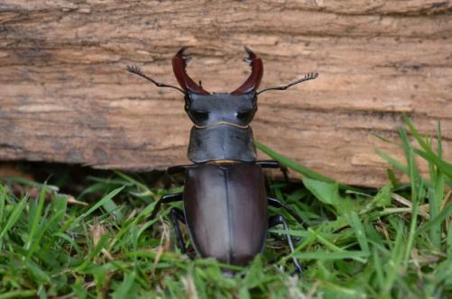 Invertebrates (3 of 3) Beetles Stag
