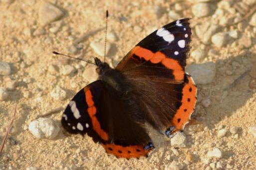 Invertebrates (1 of 3) Butterflies Camberwell Beauty, Swallowtail,